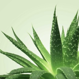 Prestaloveshop Nuru Gel Massage Corps à Corps Aloe Vera